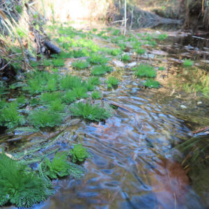 水中に揺れるオオフサモの群生と澄んだ水面が広がる自然風景写真