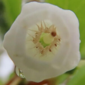 ドウダンツツジの花の内部を写したマクロ・雌しべと雄しべの細部