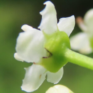 ソヨゴの花を後ろ側から撮影した接写写真