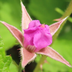 ナワシロイチゴの半開きの花とがく片のアップ