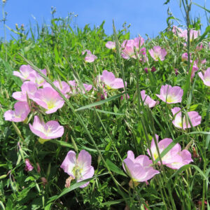 草原に群生するピンク色のヒルザキツキミソウの花々の無料写真