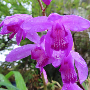 雨上がりのシランが数輪咲いている紫色の花の写真