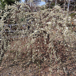 太陽の光を浴びるシダレウメの枝、空を背景に花が無数にしだれて咲く様子