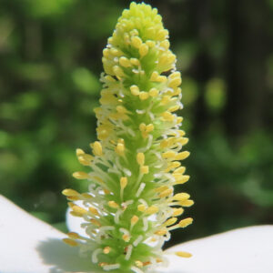ドクダミの花穂をアップで撮影した夏の野草写真