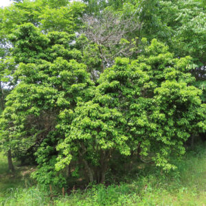 ソヨゴの樹形を全体的に写した屋外写真