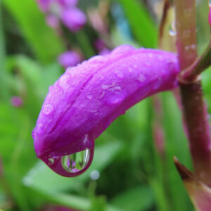 雨粒がついたシランのつぼみに水滴が光るマクロ写真