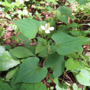 群生するドクダミの花と葉を自然光で撮影した写真