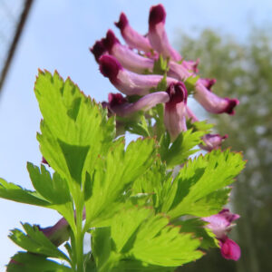 ムラサキケマンの花の中心部にフォーカスした接写写真