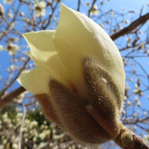 モクレンの春花を撮影した花写真