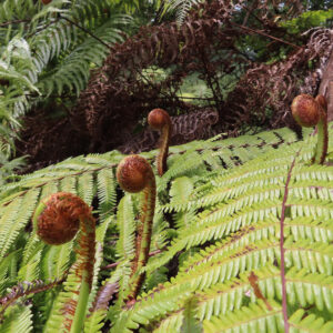 複数のシダの新芽が立ち並ぶ群生風景、明るい緑の葉と赤茶色の芽の対比が美しい