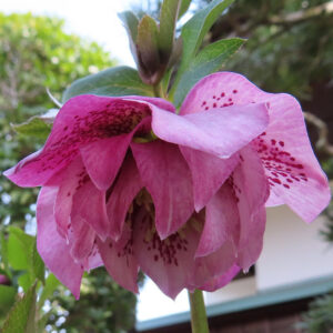 複数の赤紫色の花びらが重なるクリスマスローズの横顔を捉えた写真