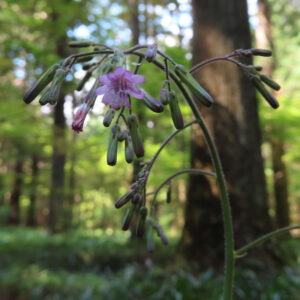 森林を背景に全体像を捉えたムラサキニガナの花と蕾の写真
