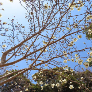 モクレンの春花を撮影した花写真