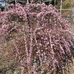 たわわに咲くピンクのシダレウメ、しだれる枝と地面まで届く花々の全景
