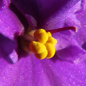 アフリカスミレの花芯を大きく捉えた黄色の雄しべと紫の花弁のマクロ写真