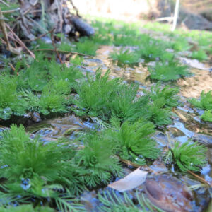 小川に群生するオオフサモの緑と水の流れをとらえた美しい構図