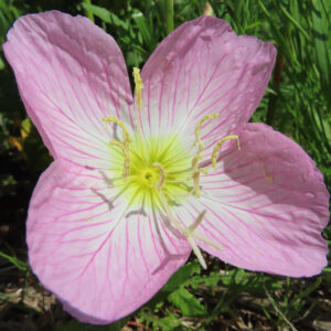 ピンク色のヒルザキツキミソウの花が大きく開いた無料写真