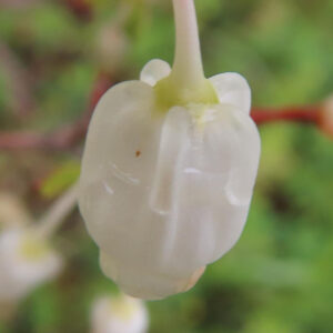 ドウダンツツジの壺状の花一輪のマクロ接写・繊細な質感