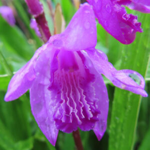 雨露に濡れたシランの紫色の花のアップ写真