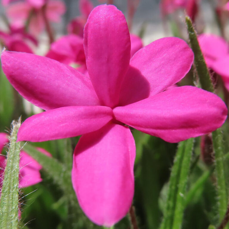 アッツザクラの花写真