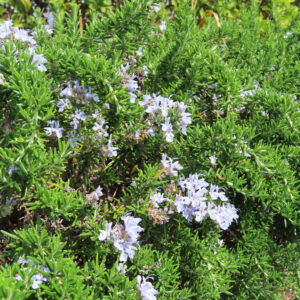 広がるローズマリーの群生と満開の花をとらえた引き写真