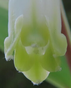 アマドコロの花内部を捉えた詳細マクロショット