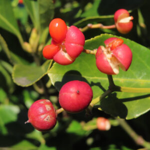熟して裂開した赤い果実と未熟な実が混在するマサキの枝の写真