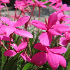 群生して咲く鮮やかなアッツザクラの花々