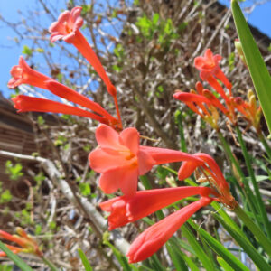 初夏に咲くヒメヒオウギズイセンの花々を捉えた自然風景写真