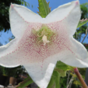 白いホタルブクロの花を正面から撮影し内部の斑点模様が見える写真