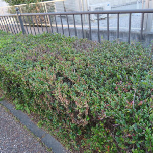 街路樹として整えられたハマヒサカキの生け垣全体の様子
