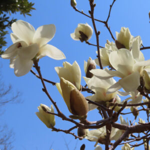 モクレンの春花を撮影した花写真