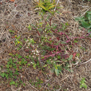 草地に生えるノボロギク全体を写した引きの写真。つぼみ、開花、枯花の様子が同時に見られる。