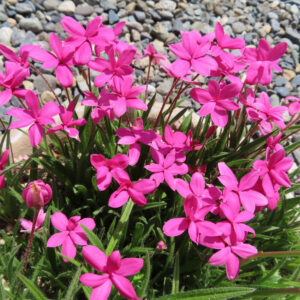 鉢植えで満開に咲くアッツザクラと緑の葉