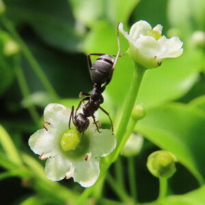 ソヨゴの白い花と黒アリの訪花を捉えた接写写真