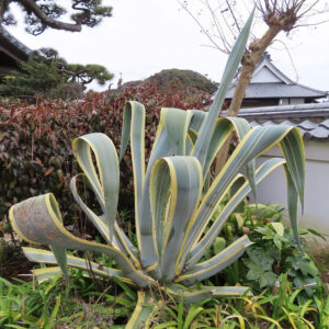 日本庭園に植えられた大型のリュウゼツランの全景