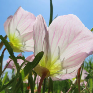 逆光で輝く2輪のヒルザキツキミソウの花を下から見上げた無料写真