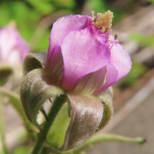 ナワシロイチゴの花が咲き進んだ状態の横からの接写