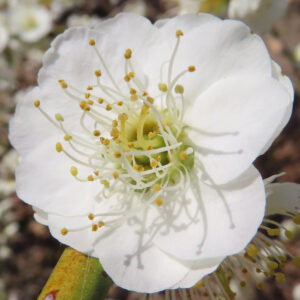 白いシダレウメの花を正面から撮影したマクロ写真、おしべの立体感が印象的