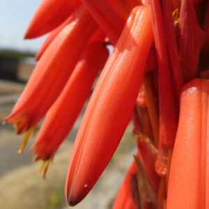 アロエの赤い筒状の花を接写したマクロ写真