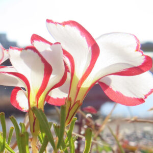 朝日を浴びた白と赤のオキザリスの花の接写写真