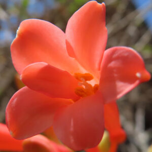 鮮やかなヒメヒオウギズイセンの花の中心部をクローズアップした写真素材