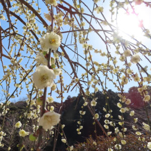しだれた枝に白い梅の花が密集するシダレウメ、春の日差しを受けた満開の様子