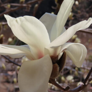 モクレンの春花を撮影した花写真