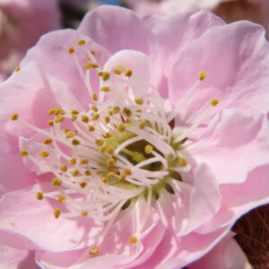 白いシダレウメの花を接写した写真、細いおしべと黄色の花粉が美しく映える