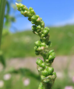 未開花の緑色のつぼみを付けたスイバの花序の接写写真