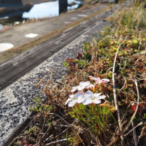 川沿いの歩道に咲く野生のオキザリスの風景写真