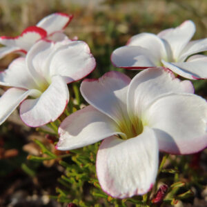 地面近くで咲く複数のオキザリスの花の群生を捉えた写真