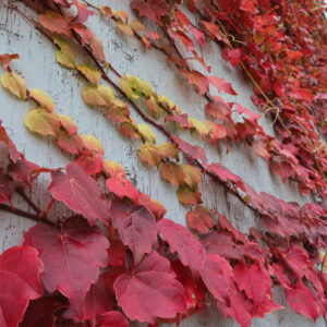 紅葉したツタの葉が木造の壁に這う様子の写真
