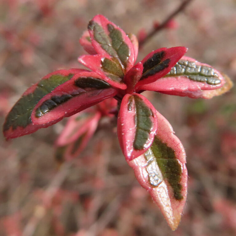 アベリアの花写真